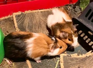 Guinea Pig Family - Guinea Pig Small & Furry