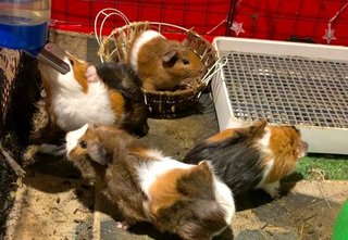 Guinea Pig Family - Guinea Pig Small & Furry