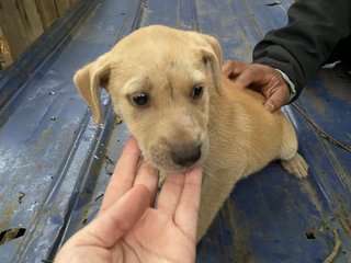 Butter - Mixed Breed Dog