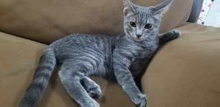 Mitten - Domestic Short Hair Cat