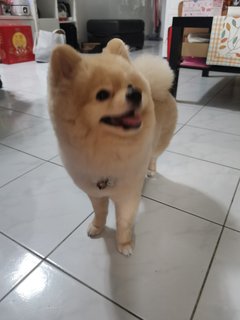 Tang Tang (Dead) - Pomeranian Dog