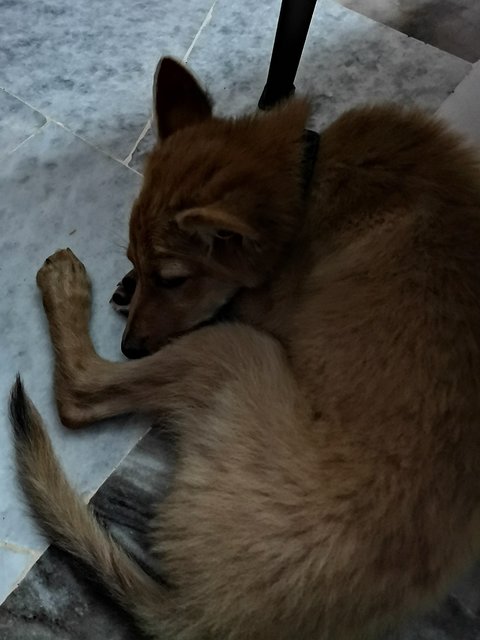 Poo - Canaan Dog + German Shepherd Dog Dog