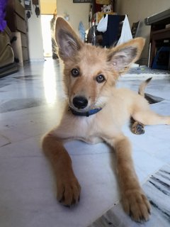 Poo - Canaan Dog + German Shepherd Dog Dog