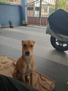 Poggy - Golden Retriever Mix Dog