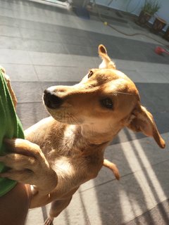 Poggy - Golden Retriever Mix Dog