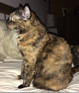 Ellie - Domestic Medium Hair Cat