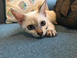 Snowflake ❄️  - Domestic Short Hair Cat