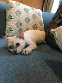 Snowflake ❄️  - Domestic Short Hair Cat