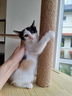 Cute Calico Sister Kittens - Domestic Short Hair Cat