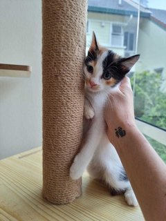 Cute Calico Sister Kittens - Domestic Short Hair Cat