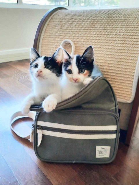 Cute Calico Sister Kittens - Domestic Short Hair Cat