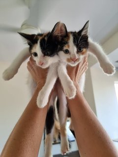 Cute Calico Sister Kittens - Domestic Short Hair Cat