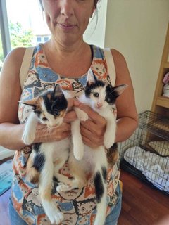 Cute Calico Sister Kittens - Domestic Short Hair Cat