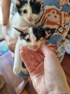 Cute Calico Sister Kittens - Domestic Short Hair Cat