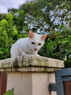 Puteh - Domestic Medium Hair Cat