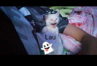 Lau - Domestic Short Hair Cat