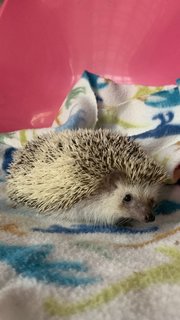 Gendut - Hedgehog Small & Furry