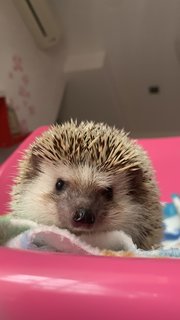 Gendut - Hedgehog Small & Furry