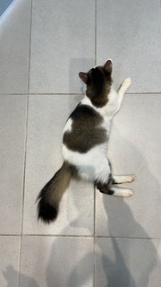 PF113775 - Domestic Long Hair Cat