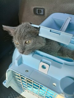 Pepper - Persian + Domestic Long Hair Cat