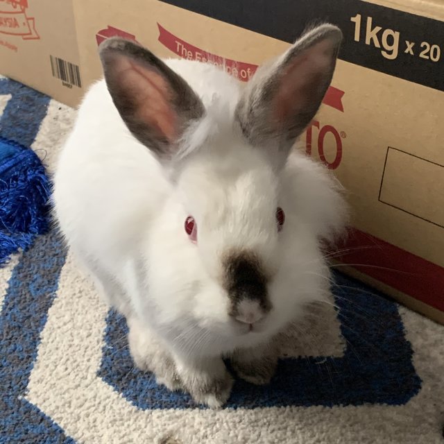 Coco - Lionhead + Bunny Rabbit Rabbit