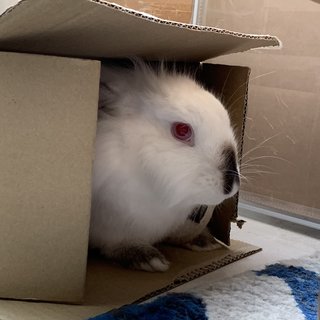 Coco - Lionhead + Bunny Rabbit Rabbit