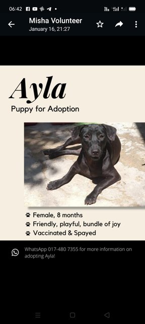 Ayla - Mixed Breed Dog