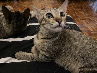 Bboy &amp; Lil G - Domestic Short Hair Cat