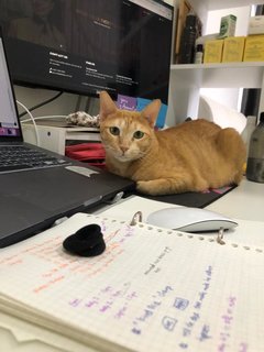 I'm also a great work buddy, hooman! 🥰🥰