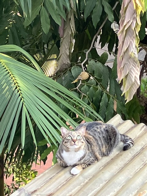 Toto And Angel  - Domestic Short Hair + Domestic Medium Hair Cat