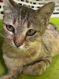 Beautiful Ursula: Small But Sassy! - Domestic Short Hair Cat