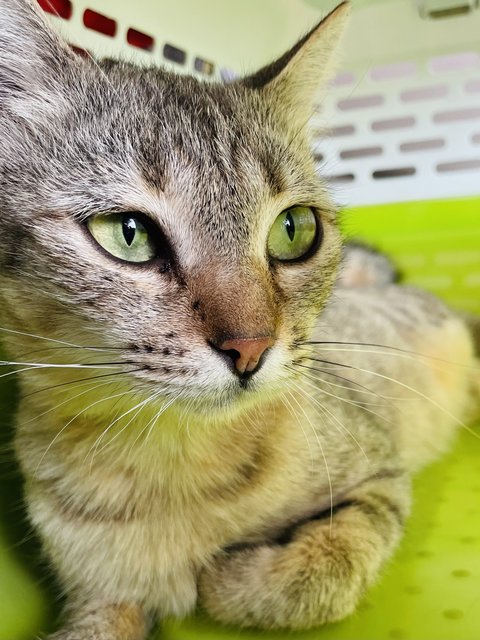 Beautiful Ursula: Small But Sassy! - Domestic Short Hair Cat