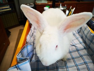 I've been grooming his fur every morning with damp towel and cut off any matted fur.