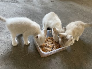 Kittens - Siamese Cat