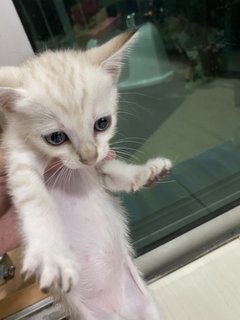 Donna And Kittens - Siamese Cat