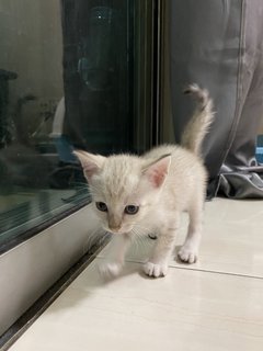 Donna And Kittens - Siamese Cat