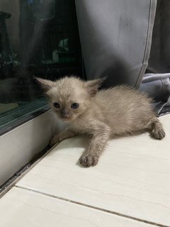 Donna And Kittens - Siamese Cat