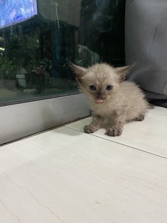 Donna And Kittens - Siamese Cat