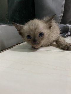 Donna And Kittens - Siamese Cat