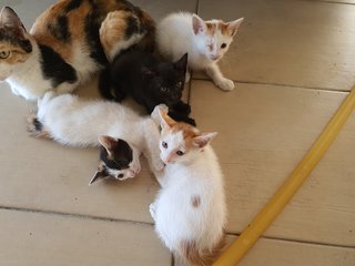 4 Stray Kittens - Domestic Short Hair Cat