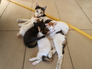 4 Stray Kittens - Domestic Short Hair Cat