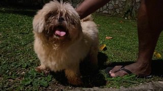 PF113821 - Shih Tzu + Maltese Dog