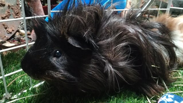 Kumo - Guinea Pig Small & Furry