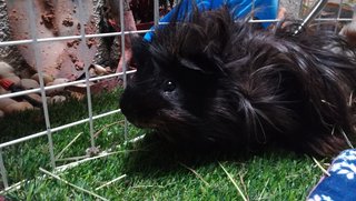 Kumo - Guinea Pig Small & Furry