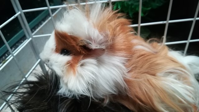 Kai - Guinea Pig Small & Furry