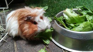 Kai - Guinea Pig Small & Furry