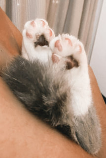 Toebeans 💕