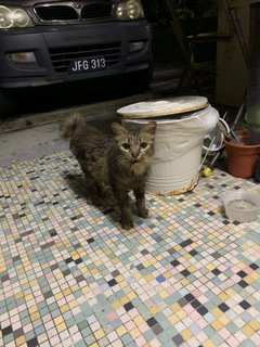 Fluffy Girl - Domestic Medium Hair + Tabby Cat