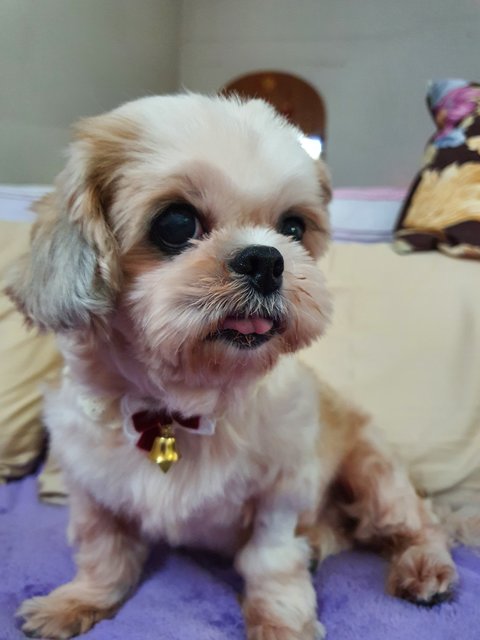 Toto - Shih Tzu Dog