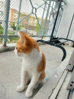 Ringo - Domestic Short Hair + Tabby Cat